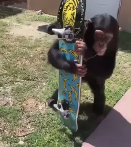 Tough Monke 