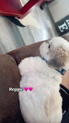 #olebrandselect #oklahoma #chelly #goodvibes #MentalHealth #SelfCare #pup #cute #dog #tiktok #reggie #reg #shihtzu 
