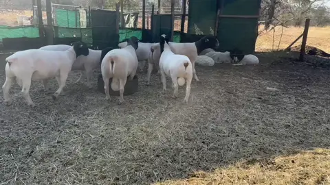 Dorper rams available for importation #farmlife #dorper