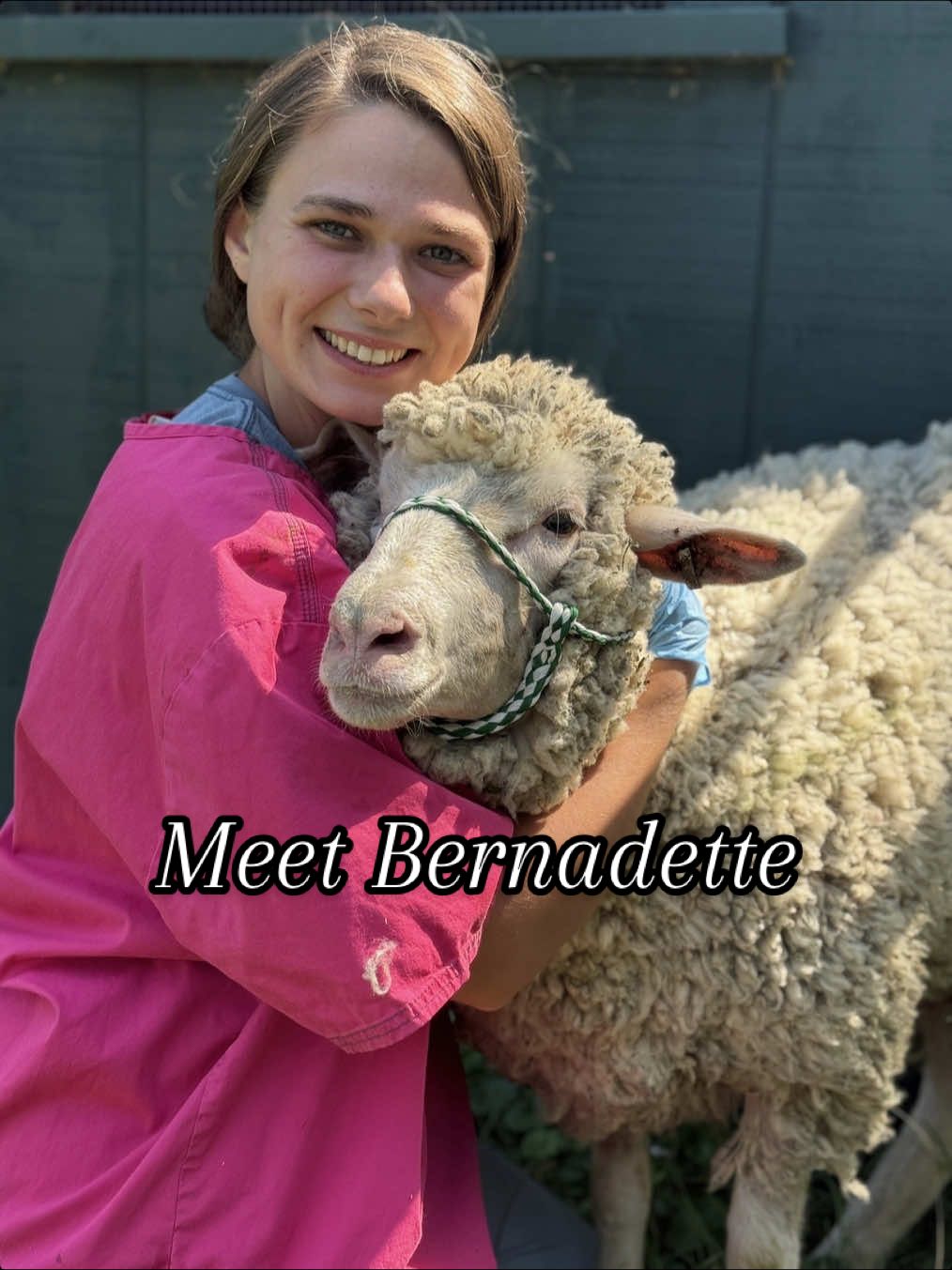 This sheep wandered onto our property last week. After unsuccessfully locating her previous residence, she’s still scared and needs ongoing care and a shearing because she is so matted. Can you help? Donate to us today to support her recovery and daily needs (link in bio).  #UrgentAnimalRescue #SheepTok #CatskillAnimalSanctuary