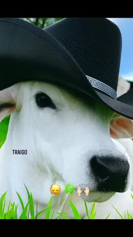 #fypシ゚ #diospordelante #🙌🏻 #paratiiiiiiiiiiiiiiiiiiiiiiiiiiiiiii #ganaderosgt🇬🇹 #paratiiiiiiiiiiiiiiiiiiiiiiiiiiiiiii #ganaderia🐂🐎 #metasysueños #ganaderos #☘️ #fypシ゚ 