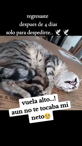#gatos #vuelaalto #michi #fin 