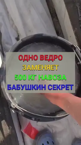 Одно ведро заменяет пол тонны навоза. Почему я никогда не покупаю навоз на грядки #сад #дача #огород 