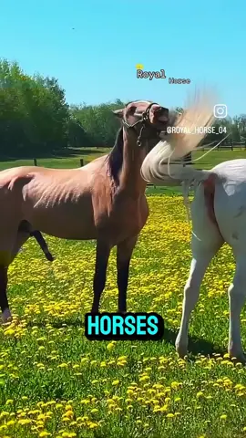 🌸 Beautiful Horse Breeding & Ride – A Journey of Grace 🌸 #BeautifulHorses #HorseBreeding #HorseRide #EquestrianDreams #GracefulRiders #MajesticHorses #HorseLovers #FarmLifeVibes #RideWithHeart #BondWithHorses #tiktok #horsebreeding #meeting #tiktok