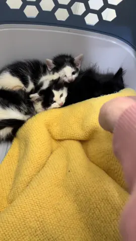 Anyone order some spicy nuggets? 🌶️ #feral #feraltoforever #feralboys #rescuekittens