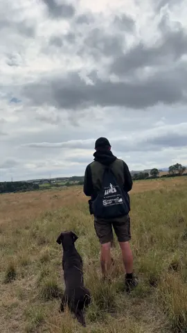 Stop whistle with Ted  #labradorretriever #chocolatelab #foxredlab #yellowlab #blacklabsquad        