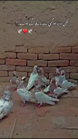 bato sab log 🕊️🫣❤️#viralvideo #viewsproblem #kabootarlover #foryou #viraltiktok #kabootarbaazi #trending #viewsproblem #kabootarbaazi #viraltiktok #growmyaccount #foryou #unfrezzmyaccount #fam #1m 
