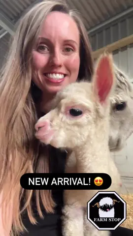🦙😍NEW ARRIVAL😍🦙  Candy Floss has given birth to a baby (cria = baby alpaca) boy! 🩵  What should we name him? Please leave any name suggestions in the comments 🥰 ⭐️ BOOK NOW at: www.farmstop.co.uk ⭐️  #FarmLife #FarmVisit #FarmTours #VisitScotland #Aberdeenshire #AnimalLover #FamilyFarm #ThingsToDoAberdeen #Alpacas #Cria #BabyAlpaca #AlpacaLove #fyp #alpacasoftiktok 