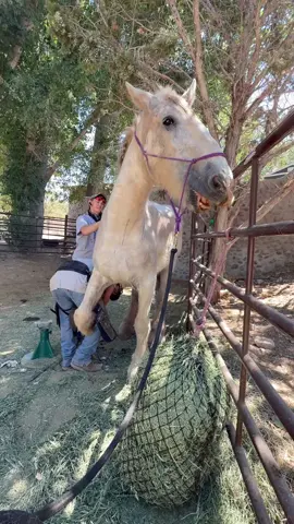 Lady’s hoof correction #shirehorse #rescue #animals #animalsoftiktok #horse #horsesontiktok #drafthorse #twilightsprings  