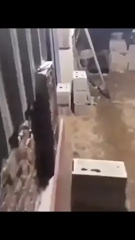 How doG got me feeling #fyp #terraria #calamity 