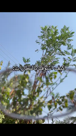 شمالجن بنات ماضل شي ؏ ال 300 