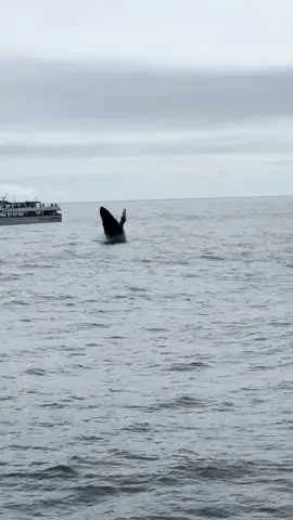 Breach!  #humpbackwhales #whale #whales 