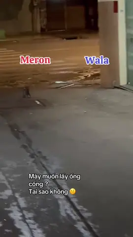 #thegioichuot #buidoicholon 