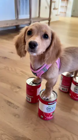 I had to do it 💕🐾 #weinerdog #minidachshund 
