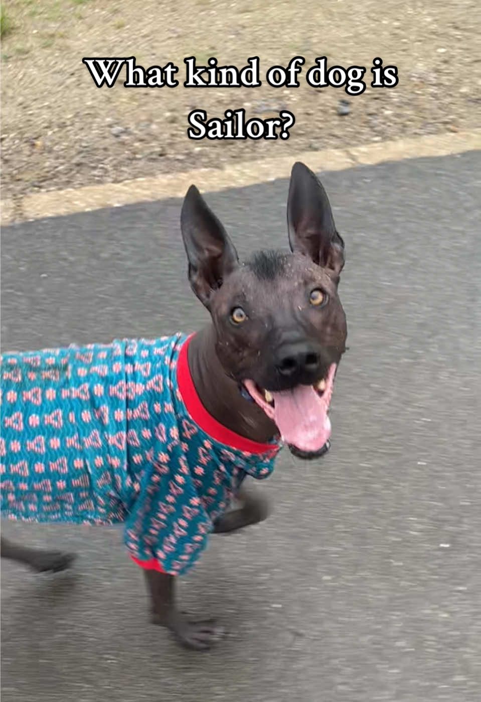 My Xoloitzcuintle Sailor 💙 #fyp #perte #neipertee #xolo #xoloitzcuintle #mexicanhairless #dog #doginclothes #whatkindofdogisthat 