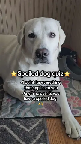 They deserve to be spoiled 💗#englishlabrador  #whitelab #whitelabrador #lab #labrador #labradorretriever #bestfriend #englishlab #justagirlandherdog #bestie  #agirlandherdog #labsoftiktok #dogsoftiktok #unconditionallove #obsessed #ilovehim #mybff #myson  #englishlabsoftiktok #labradorlover #labradorlife #lablife #retriever  #labradorsoftiktok #bestie #spoiled  #retrieversoftiktok #retrievers 