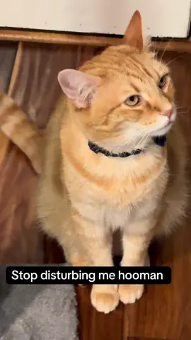 So grumpy 🤣 #catsoftiktok