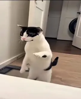 Did you expect this? #catsoftiktok #animal 