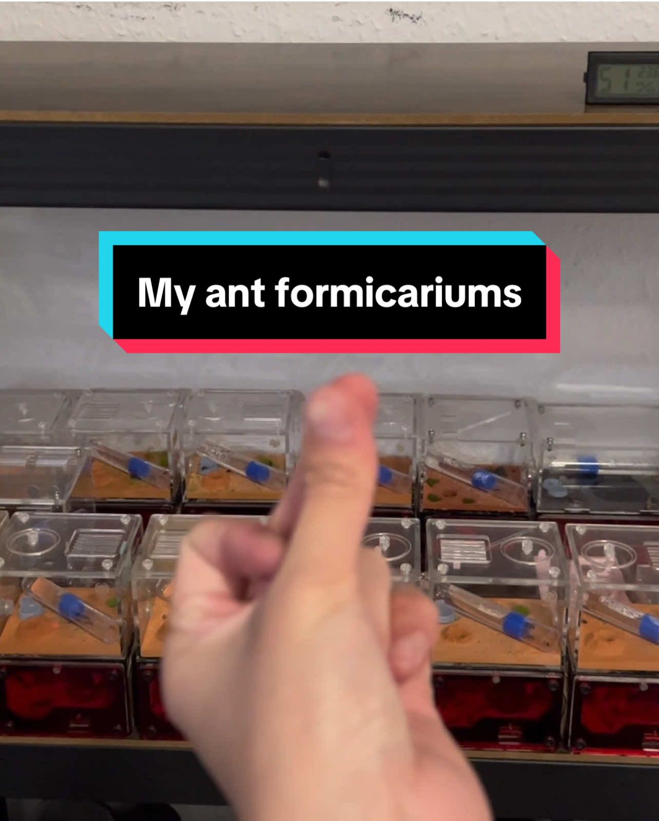 My ant formicairums collections #ants #kiến #fypツ #xuhuong #ameisen #formicarium  #duhocsinh#duhocsinhduc🇩🇪🇻🇳 