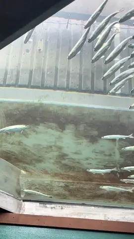 I think we interrupted his monologue 😂 #seattleaquarium #seattle #fish #braveheart #pier60seattle 