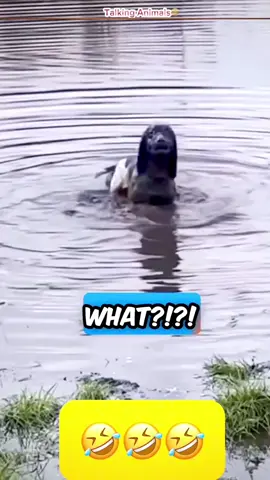 “Funny Talking Pets Compilation” #funnyvideos #animalsoftiktok #voiceover #dogsoftiktok #catsoftiktok #PetsOfTikTok 
