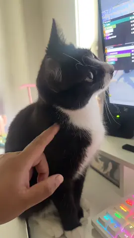 “Look it’s you” #worldofwarcraft #worldofwarcraftmemes #wow #cat #kitty #kitten #bloodelf #pets #PetsOfTikTok #hunter