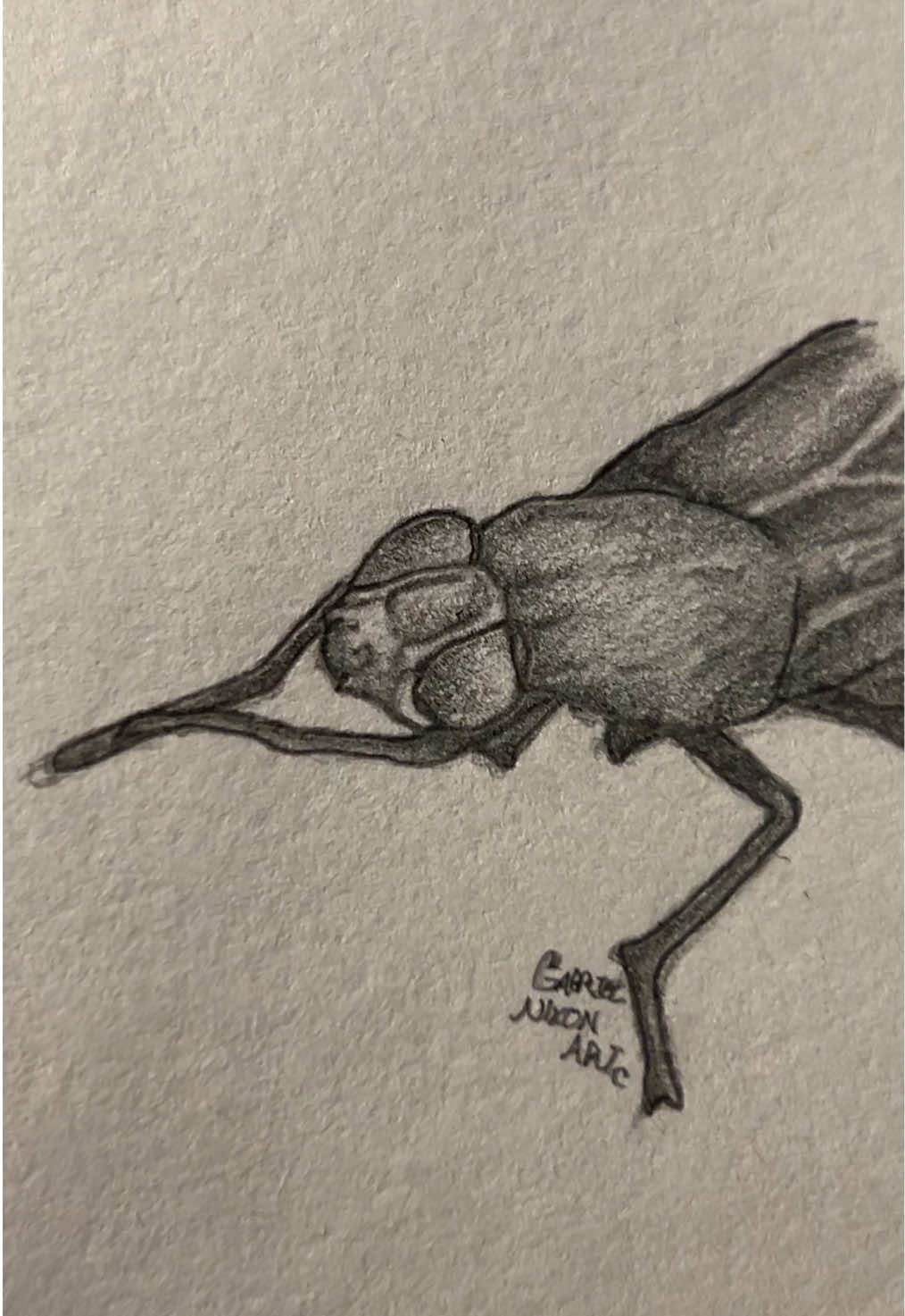 Finneus the fly back at it again🥀   Credit- tfisthiscatsdoin/IG     #fyp #art #sketch #drawing #cat #fly #linkinpark #foryouuuuuuuuuuuuu #fypシ 