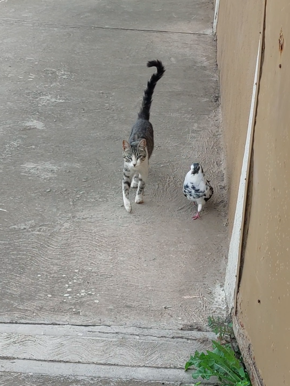 se 0d¡an pero hay andan juntos  #gatostiktok #humor #paratiii #fypシ #loodiolodetesto #foryou #paratiiiiiiiiiiiiiiiiiiiiiiiiiiiiiii 