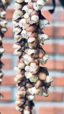 Ta khổ không phải vì người khác làm tổn thương mình,mà vì ta chưa hiểu chính mình…Giống như gió không làm lá rụng, mà vì lá đã đến lúc phải rời cành…#hoadepmoingay #lanrungntlp 