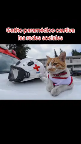 😍🐱 GATITO PARAMÉDICO CAUTIVA LAS REDES  Cruzberto, integrante felino de la Cruz Roja de Toluca, llegó de manera inesperada, fue adoptado y ahora es el “supervisor”. Este 8 de agosto, Día Internacional del Gato, la Cruz Roja hace un llamado a ser empáticos con los seres sintientes, como los 