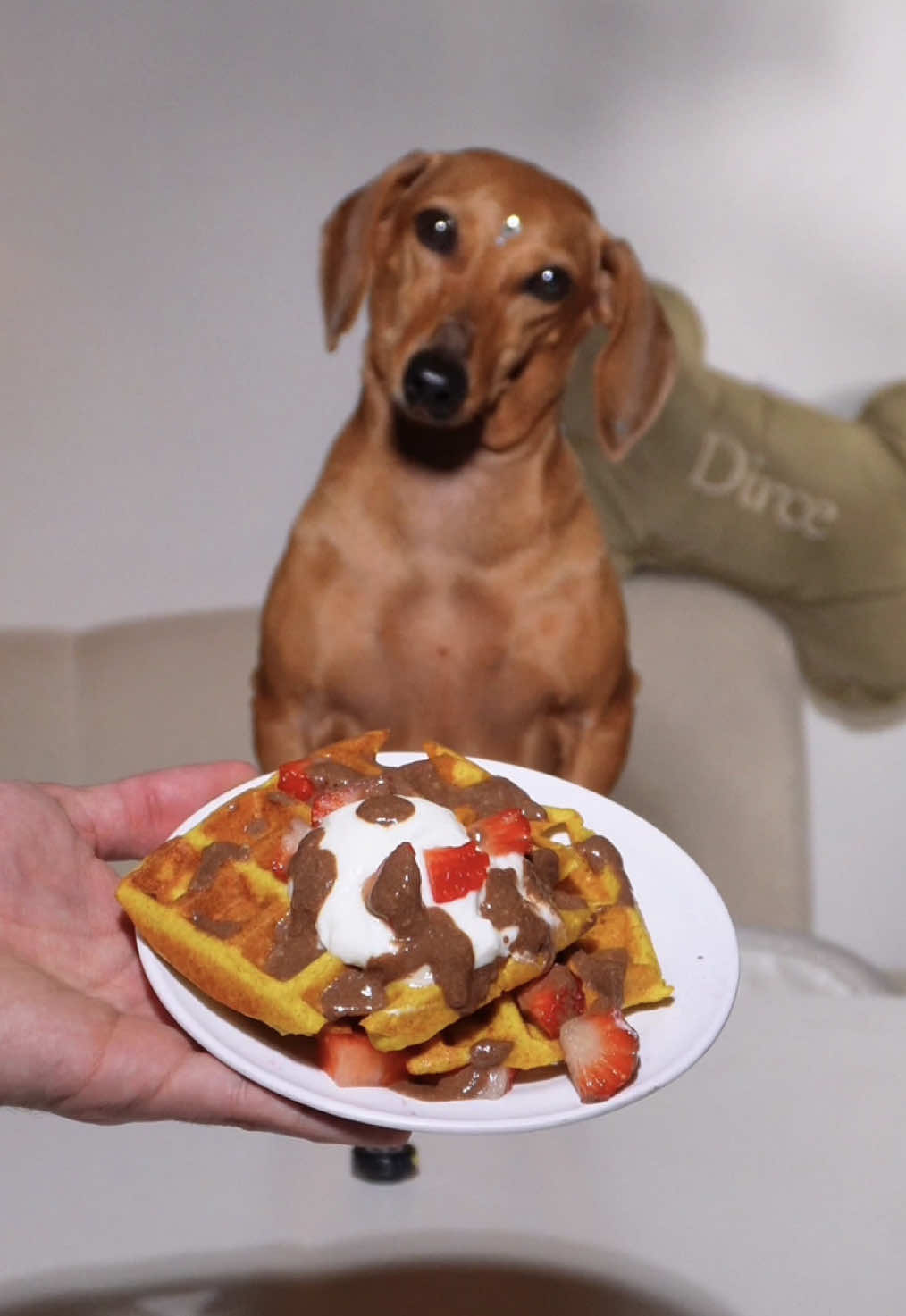 Bora preparar o café da manhã da Dirce comigo? 🧇  A receitinha de hoje é um Waffle seguro e super gostoso pro seu pet!  O que acharam??? #asmr #dog #pets #asmrdog #cachorro #cachorrosalsicha #fy #fyp*/ #viralvideo