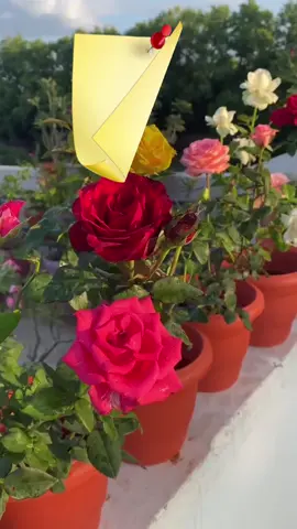 #حالات #ستوريات #حالات_واتس #اكسبلورexplore #صباح_الخير #صباحكم_سعادهـ🌸🍃 #دعاء #يارب 