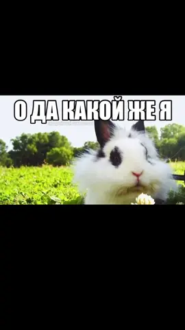 Борис кросовки ТГК: wheatley0ff [#fyp #юмор #meme #смех #tiktok ]