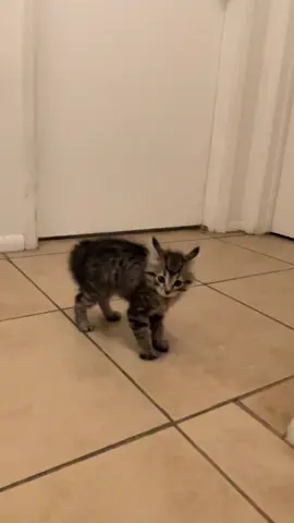 That time Chunkie thought she was auditioning for the Thriller music video. 🥲 #kittensoftiktok #kitten #dancers #thriller #michaeljackson #fyp #catsoftiktok 