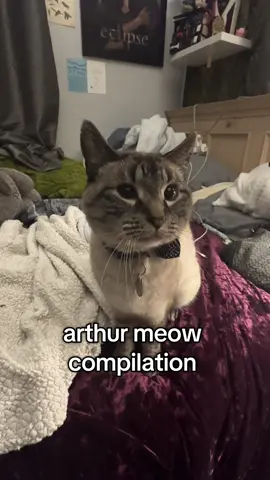 hes so :3 #meow #cat #catsoftiktok #siamese #Minecraft #minecraftcat #minecraftmeow #arthur #arthurstunk 