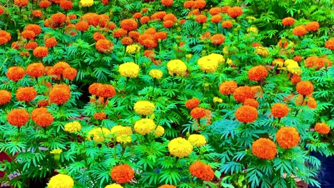 Ai ai xa quê Tết nhớ về chơi nghe #music #chill #nhachaymoingay #nhacnaychillphet #xuhuong #quehuongmientay #quehuong #binhyen #canhdepthiennhien 