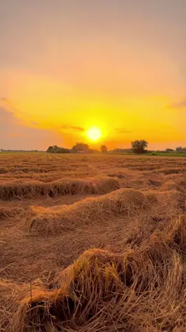 🌅🌾#บรรยากาศตอนเช้า #ธรรมชาติบ้านนอก🌄🍃 #ฟีดดด #ยืมลงสตอรี่ได้นะ #ทุ่งนาหน้าบ้านนอก #วิวบ้านนอก🍃 #หนองบัวลำภู 