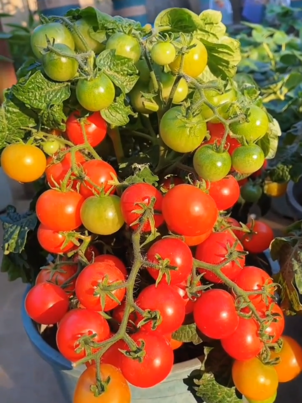 tomat mini cherry #bibitbagus #bibitberkualitas #fyp 