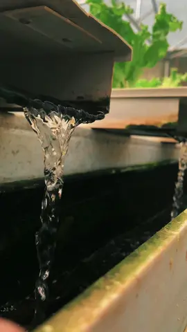 Selada Hidroponik 🥬 #baraponikgroup #promomakanmerdeka #cinematic #petaniselada #seladahidroponik 