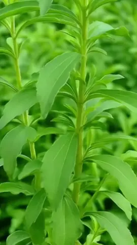stevia pengganti gula, rasa lebih manis dari pada gula tapi 0 kalori #daunstevia #stevia #bibitstevia #steviapenggantigula #diabetes #0kalori 