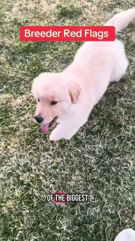 Breeder red flag phrases. Always ask for proof of testing ethical breeders will happily show it to you! #ethcialbreeding #breederredflags #findingethcialbreeders #scams #hypewords #marketing #goldenretriever 