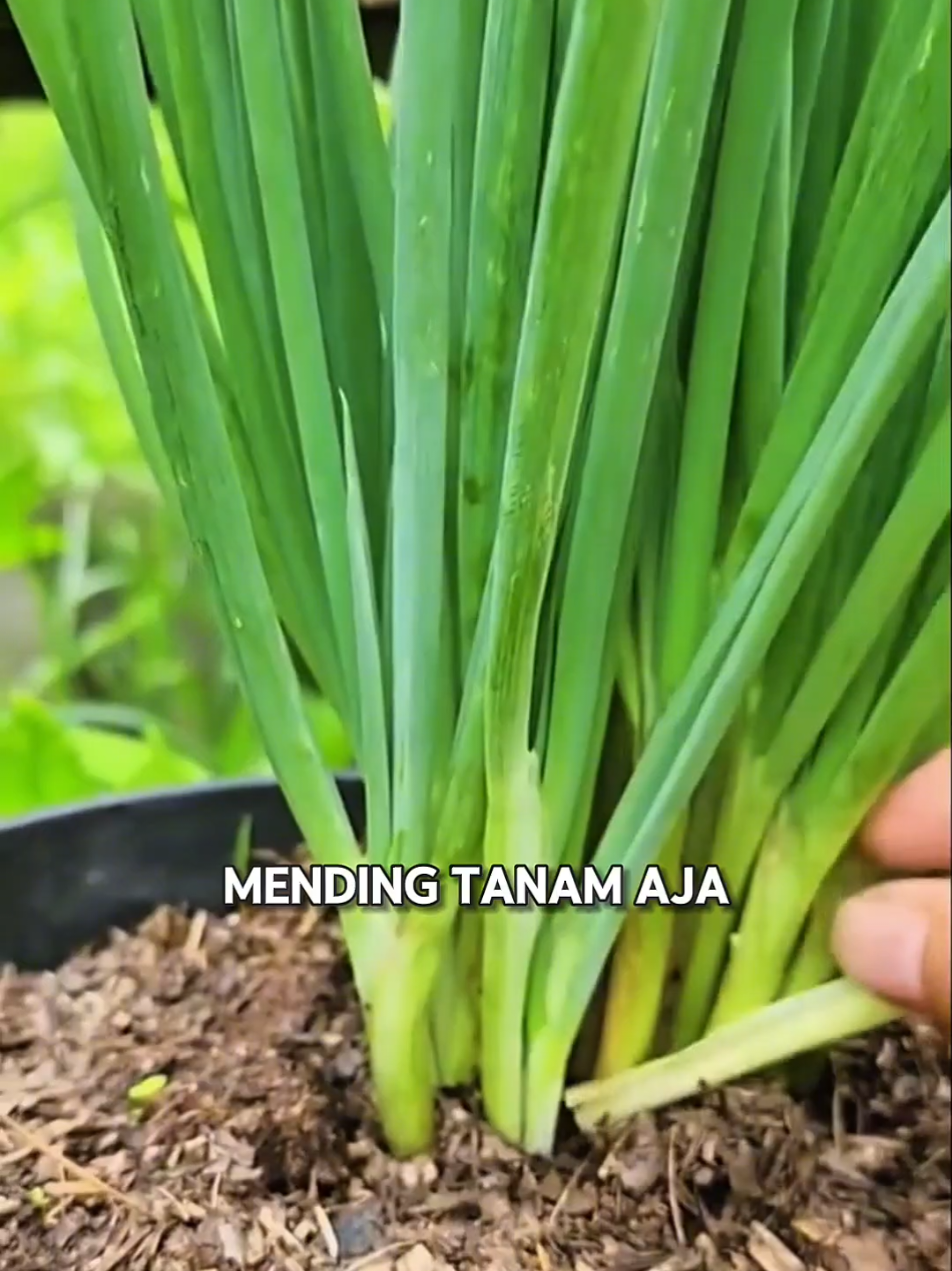 10 Ribu bisa panen daun bawang seumur hidup #bibitsayuran #benihsayur #daunbawang #bawangdaun #kebundirumah #mewalik 