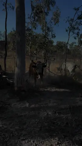 Cranky fella this morning 🐮🤣 #capeyork #feralbulls #bullsoftiktok #australia 