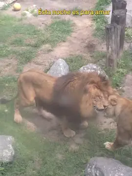 Que momento tan mágico este, en el zoológico del parque del pueblo sentimos el verdadero live action del Rey León 🦁❤️ #parquedelpueblo #leones #reyleon @Eyualli Maciel 