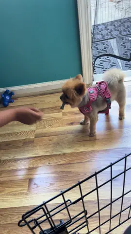 #dogsoftiktok #pomeranian #playingwithmydog #dogssnacks #fyp 
