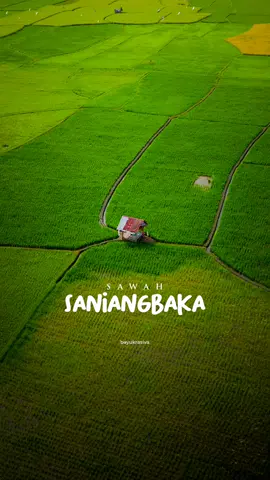 hamparan sawah hijau di nagari saniangbaka🥰🥰 kampuang siapo ko sanakk??😁😁 #fyp #dji #drone #saniangbaka #pilotdronesumbar #westsumatra #sumaterabarat #sumbarrancak 