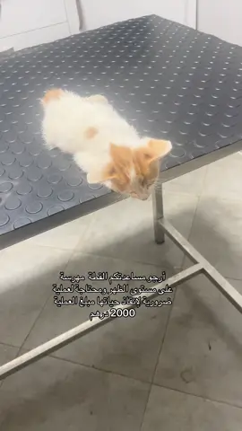 🙏. #مساعدة #خير #قطط 