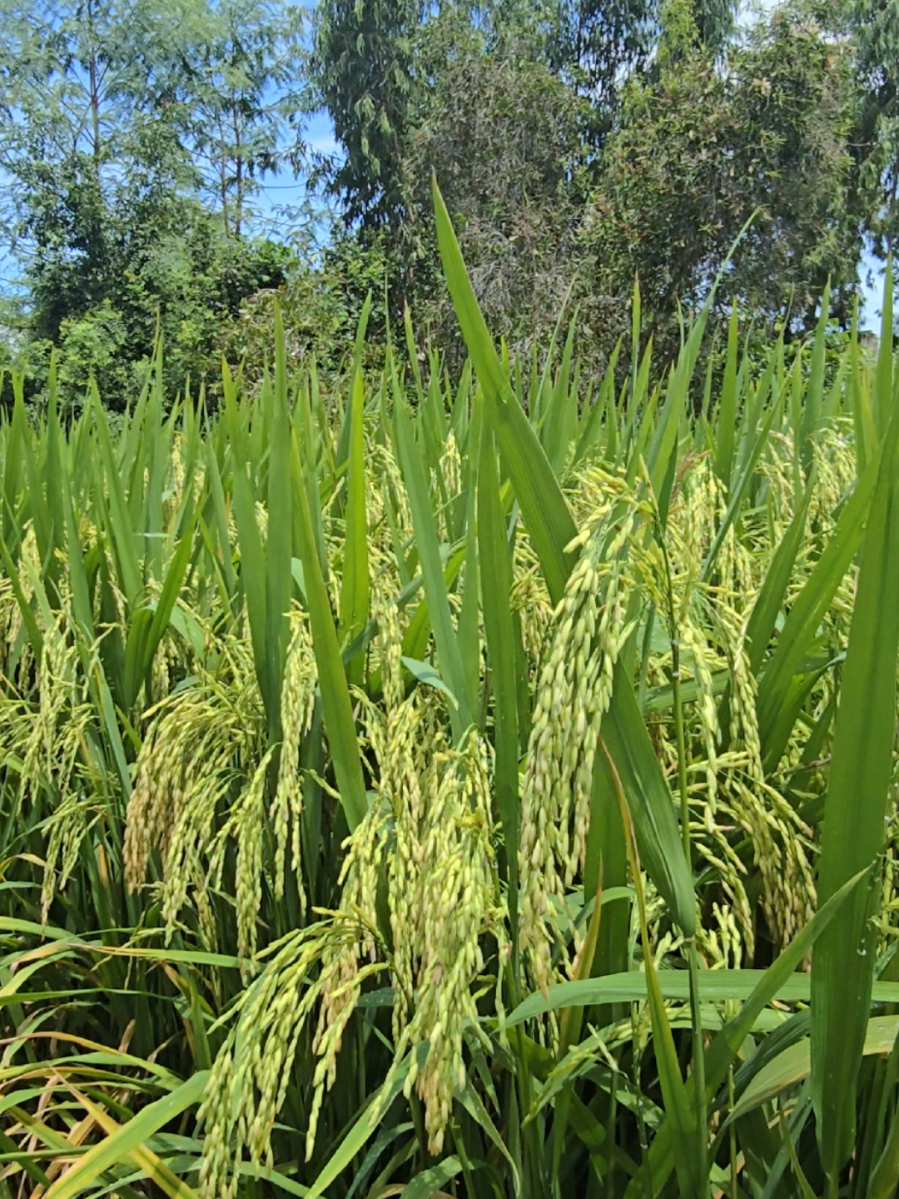 #Lúa VNR98 #hèthu2025🌾🌾🌾🌾🌾 # vụ này đục thân hơi bị nhiều#