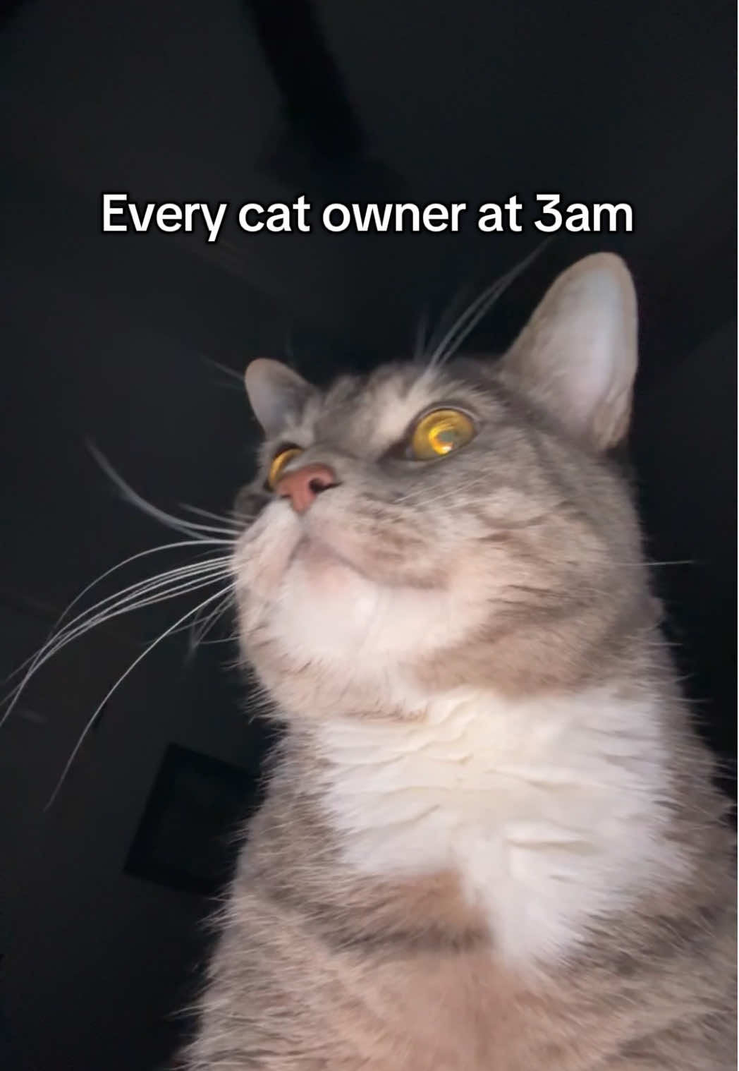 haven’t slept since I brought him home #cats #funnycats #hamilton #eliza #catmom #catzoomies 