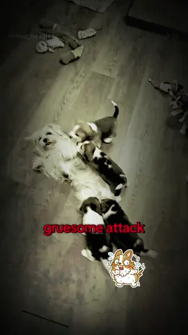 #venomvoice #pagalbininka #pagalbininkas #pibble #bininkaland #beaglelove #fyp 